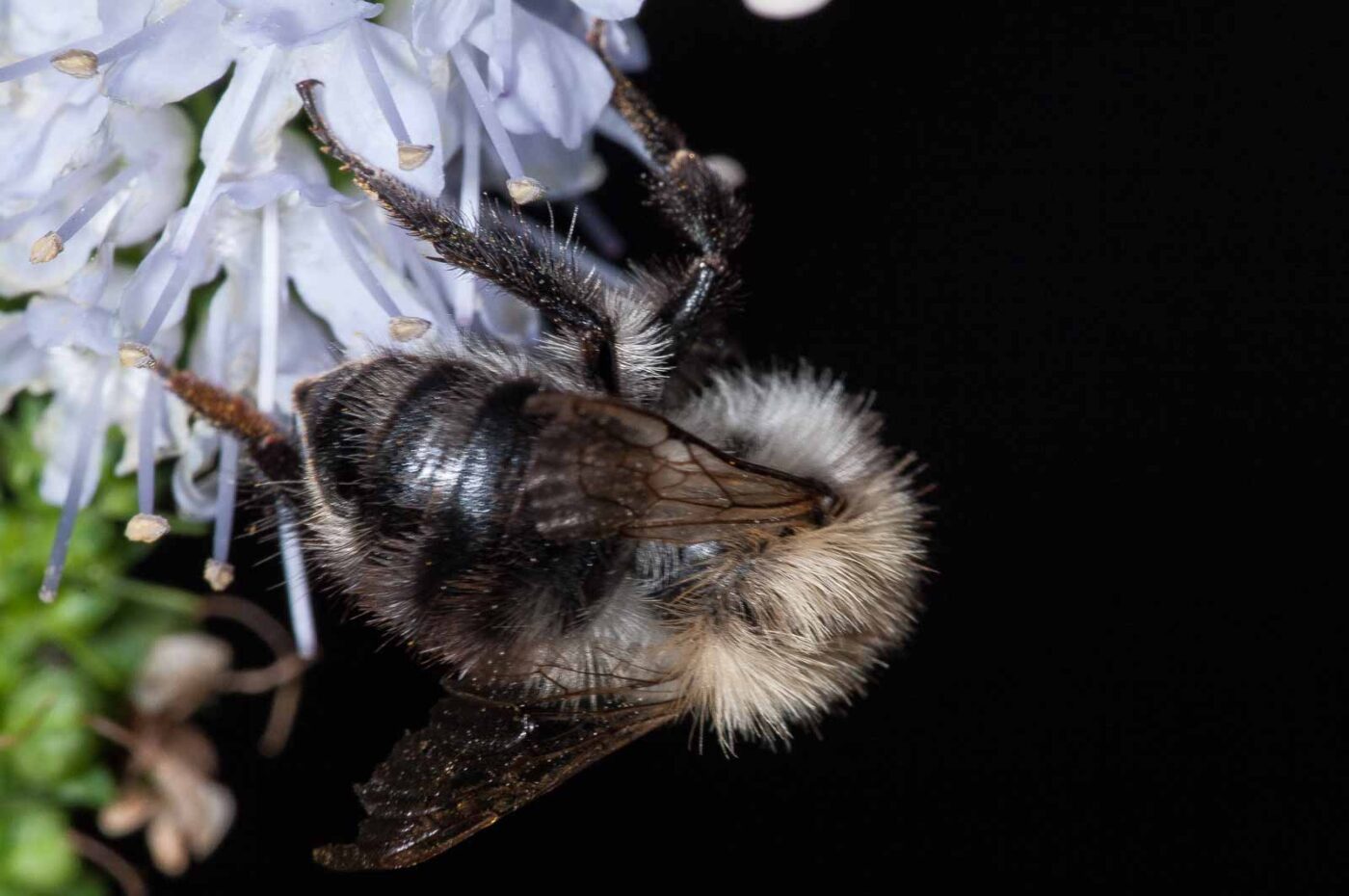 2018-08-28 - RE-Sidenzia auf'm BallKong