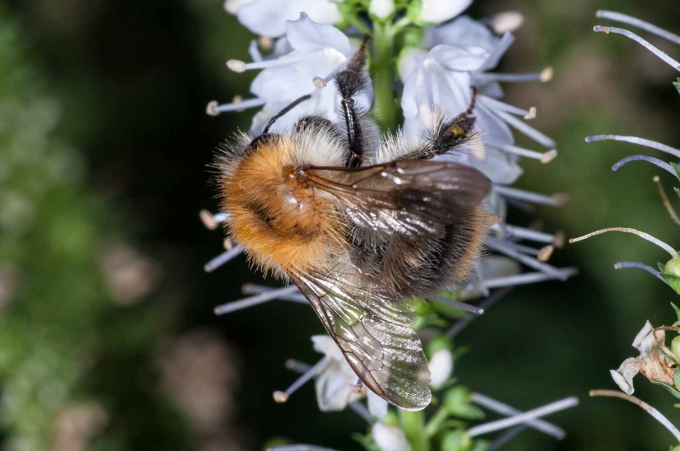 2018-08-28 - RE-Sidenzia auf'm BallKong