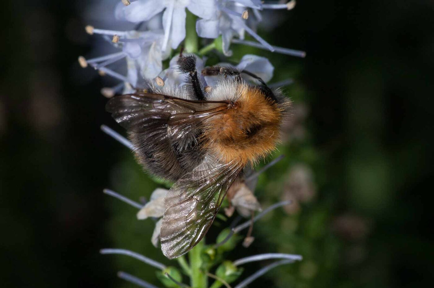 2018-08-28 - RE-Sidenzia auf'm BallKong