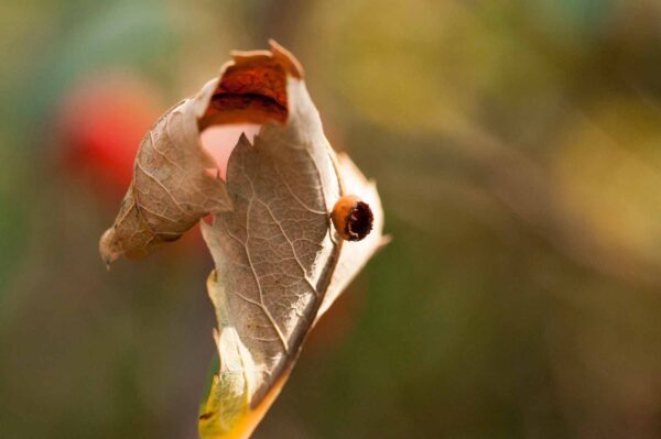 2018-08-28 - EmscherValleyWay Recklinghausen