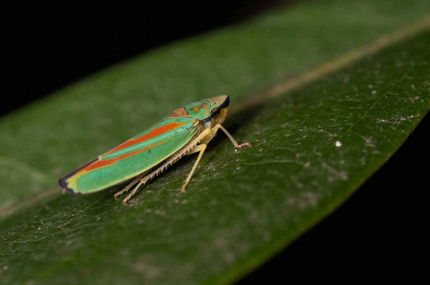 2018-08-28 - EmscherValleyWay Recklinghausen