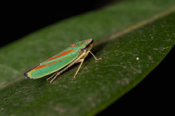 2018-08-28 - EmscherValleyWay Recklinghausen