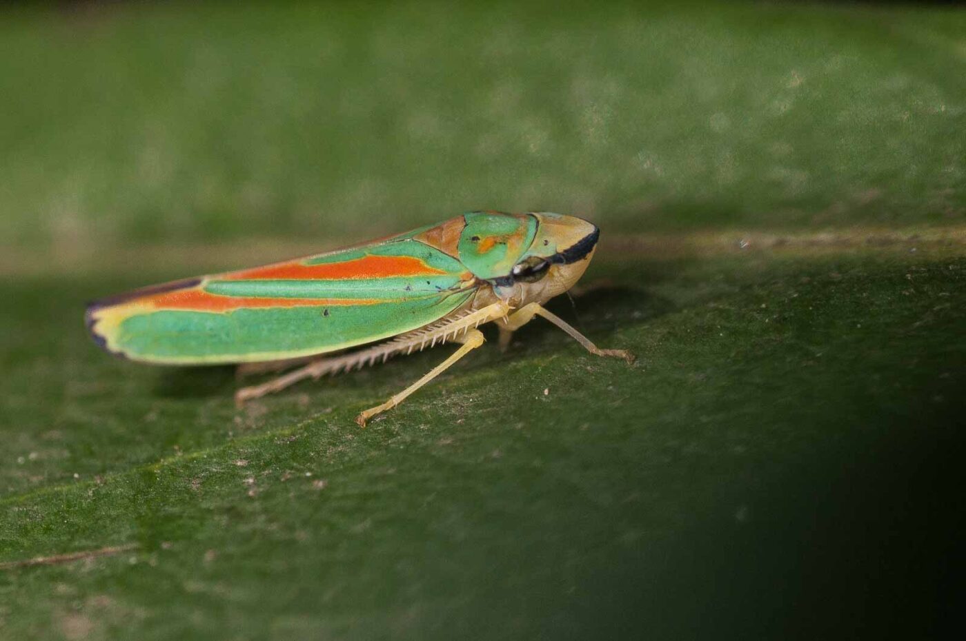 2018-08-28 - EmscherValleyWay Recklinghausen