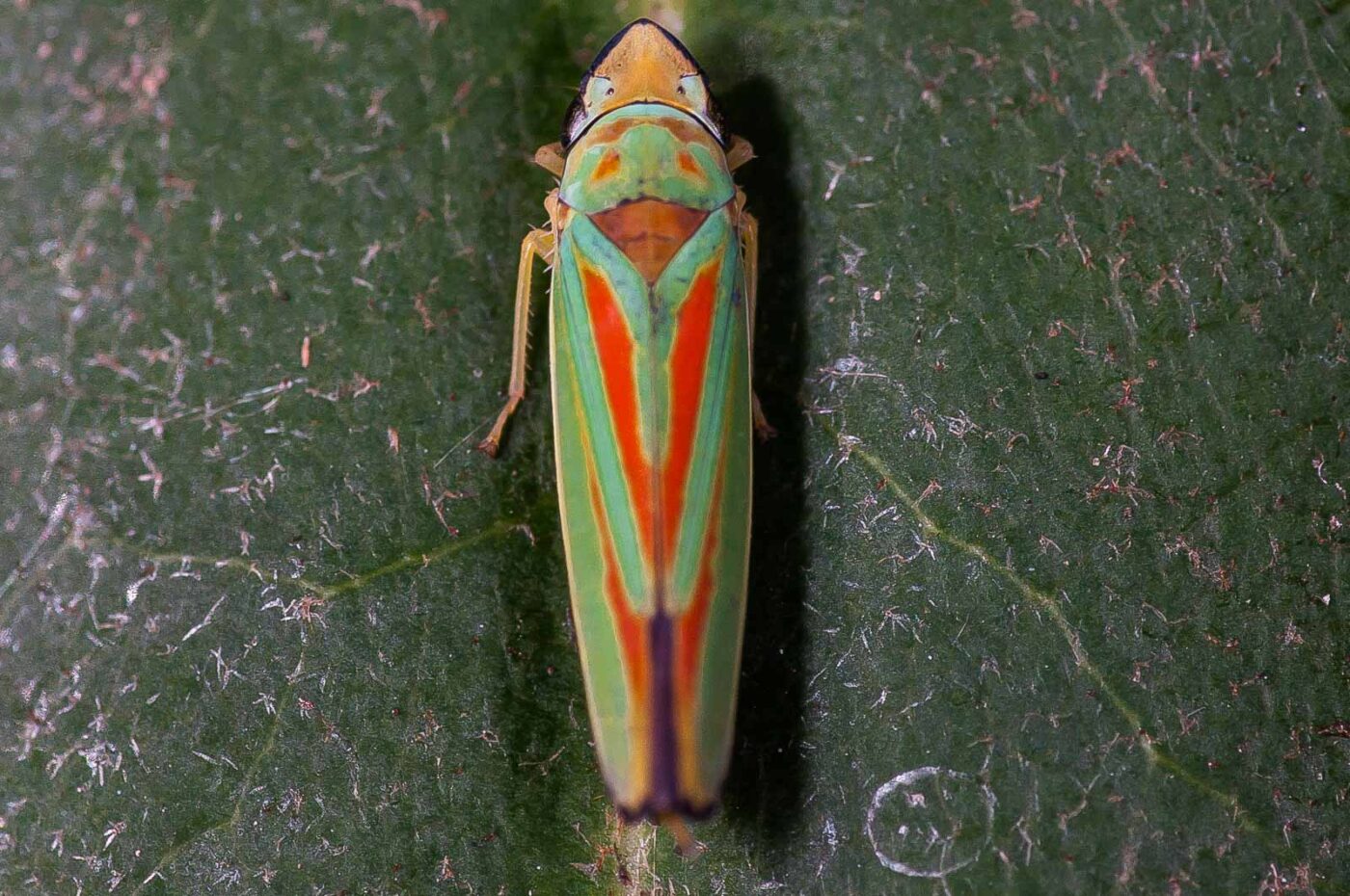 2018-08-28 - EmscherValleyWay Recklinghausen