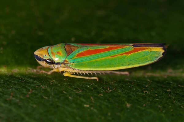 2018-08-28 - EmscherValleyWay Recklinghausen