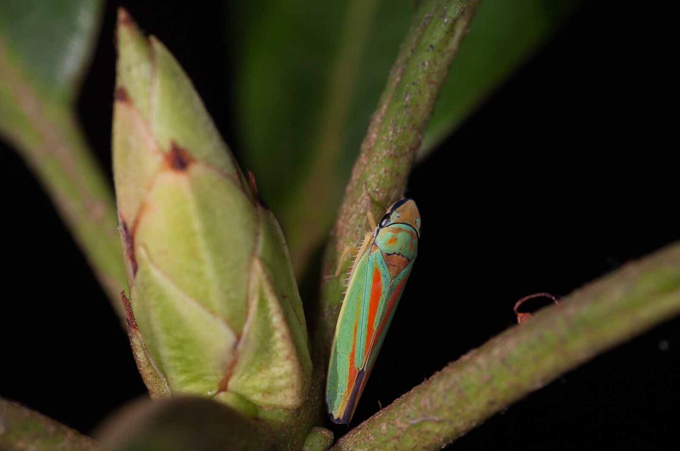 2018-08-28 - EmscherValleyWay Recklinghausen