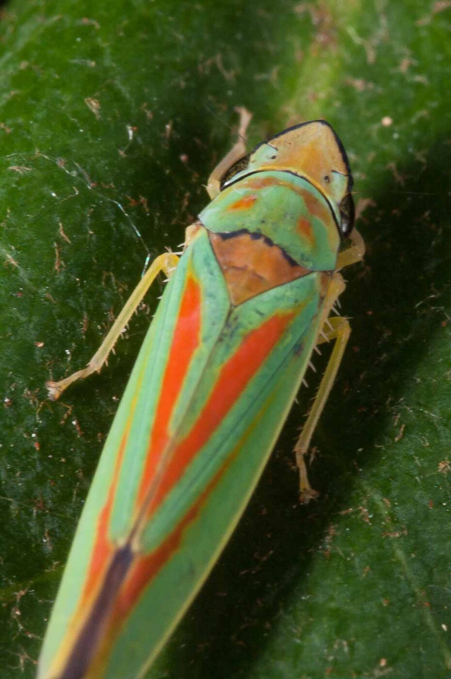 2018-08-28 - EmscherValleyWay Recklinghausen