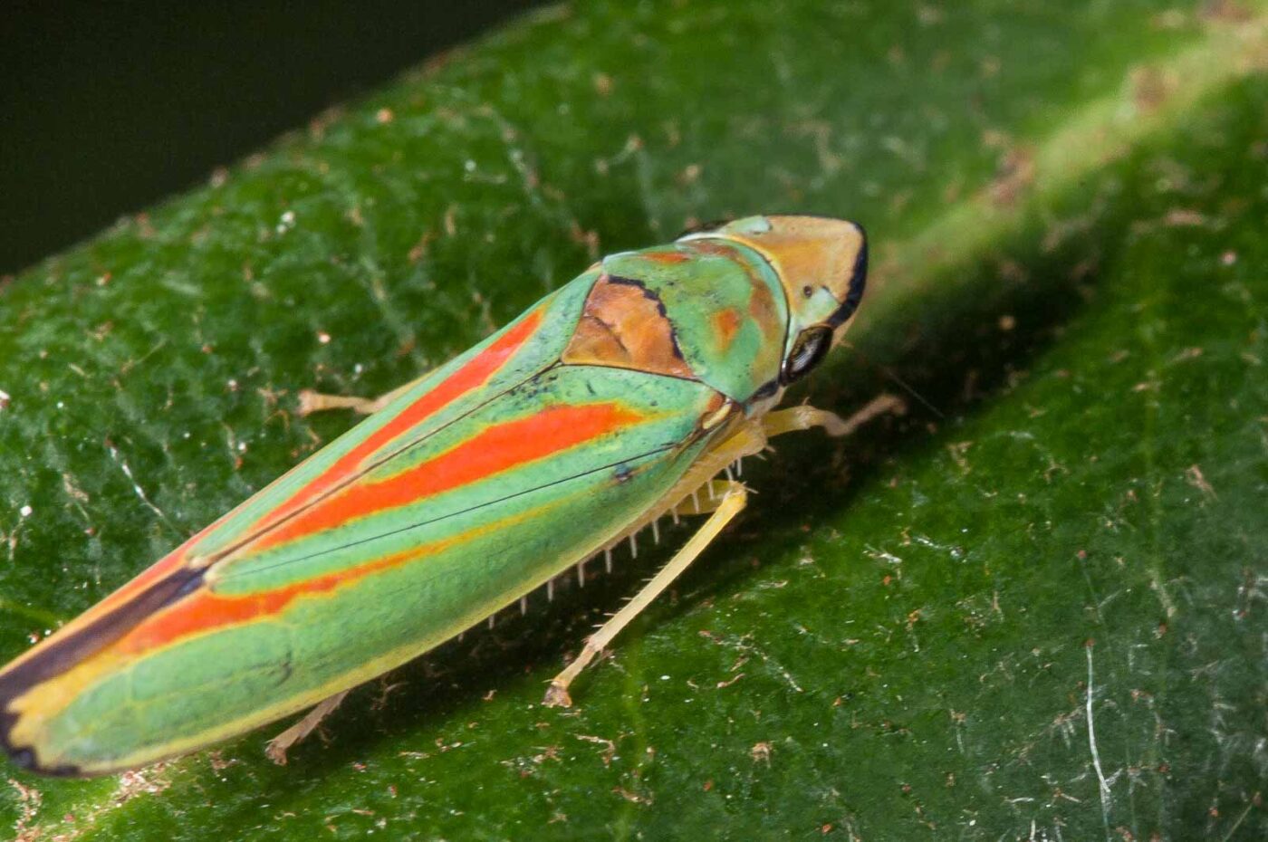 2018-08-28 - EmscherValleyWay Recklinghausen