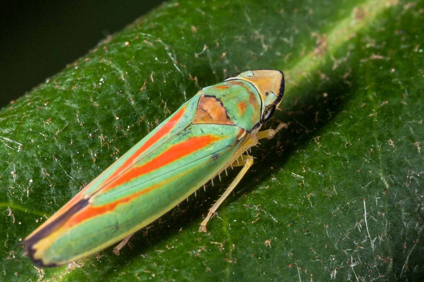 2018-08-28 - EmscherValleyWay Recklinghausen