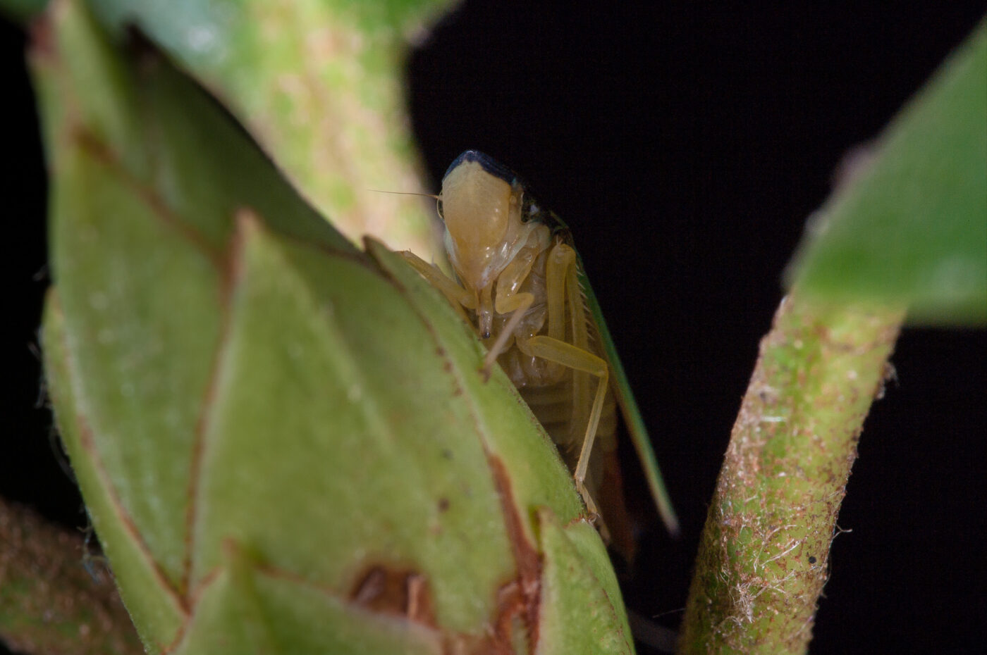 2018-08-28 - EmscherValleyWay Recklinghausen