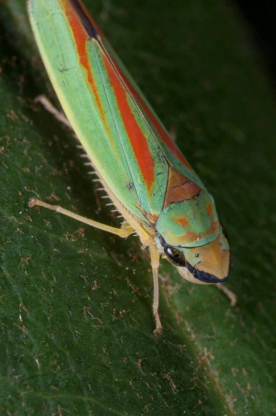 2018-08-28 - EmscherValleyWay Recklinghausen