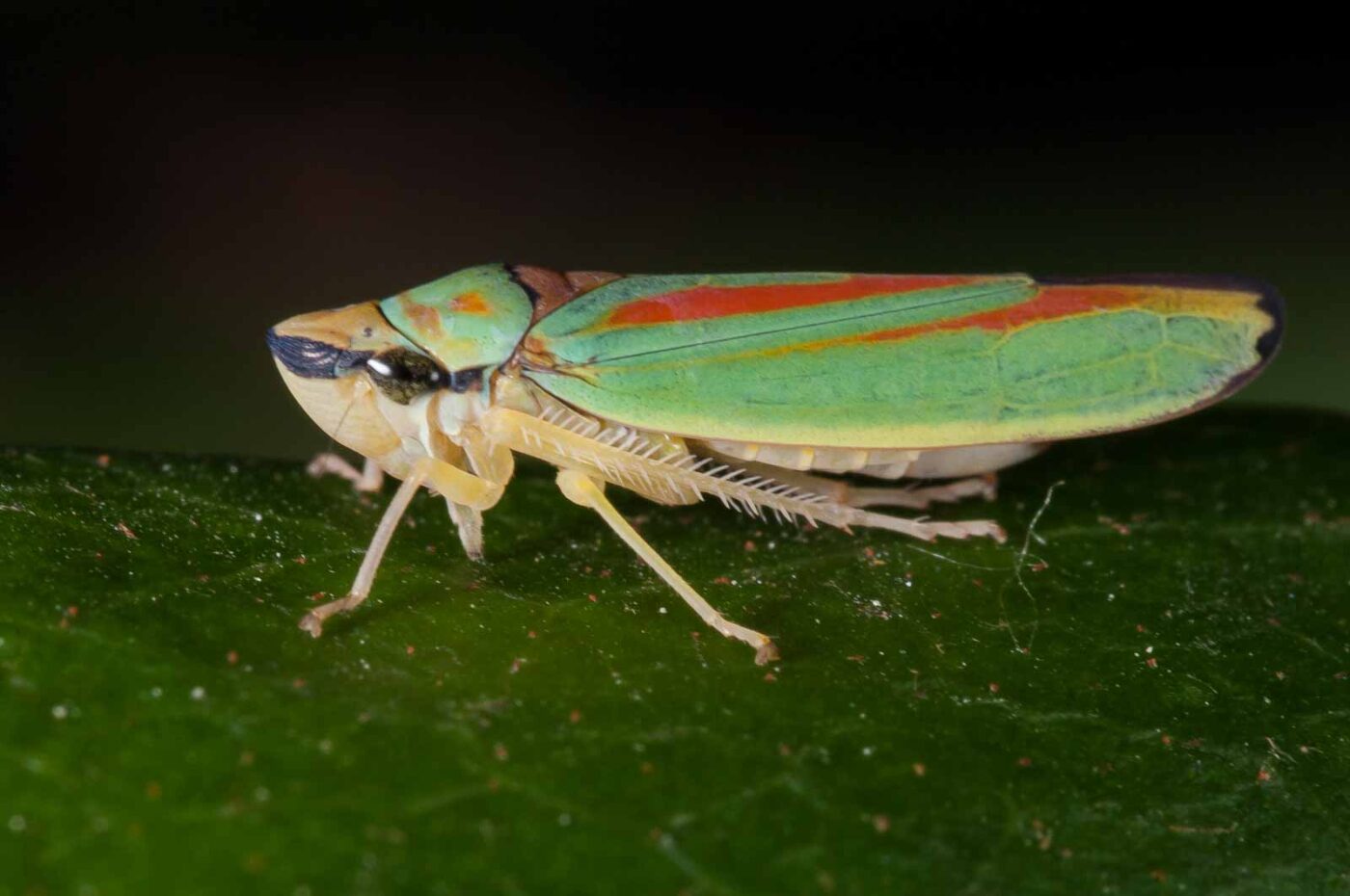 2018-08-28 - EmscherValleyWay Recklinghausen