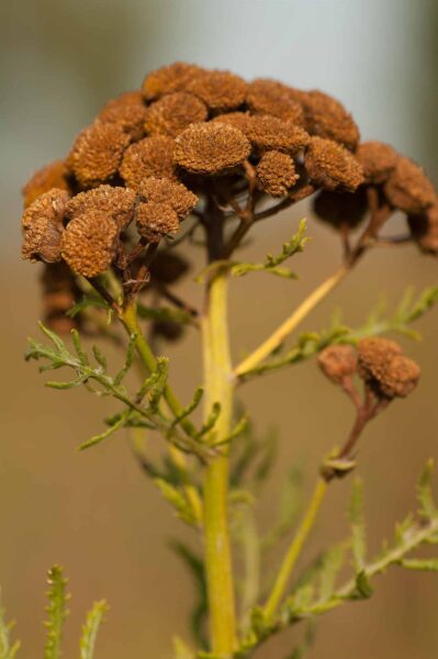 2018-08-28 - EmscherValleyWay Recklinghausen