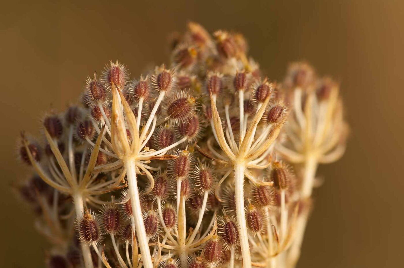 2018-08-28 - EmscherValleyWay Recklinghausen