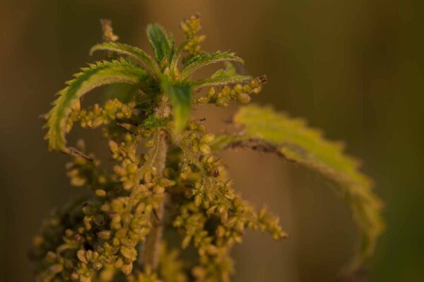 2018-08-28 - EmscherValleyWay Recklinghausen