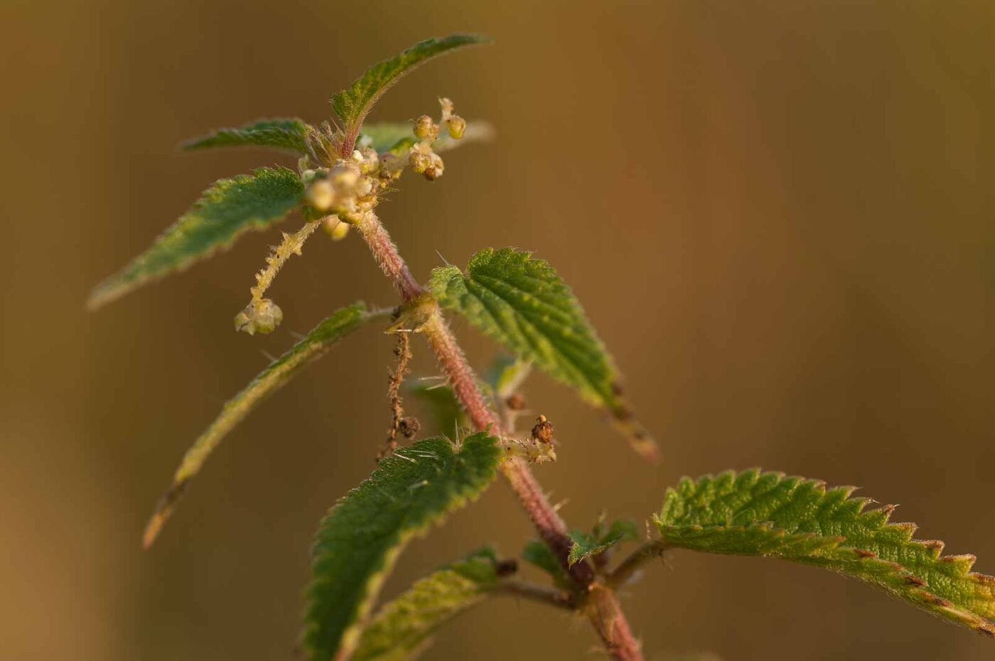 2018-08-28 - EmscherValleyWay Recklinghausen
