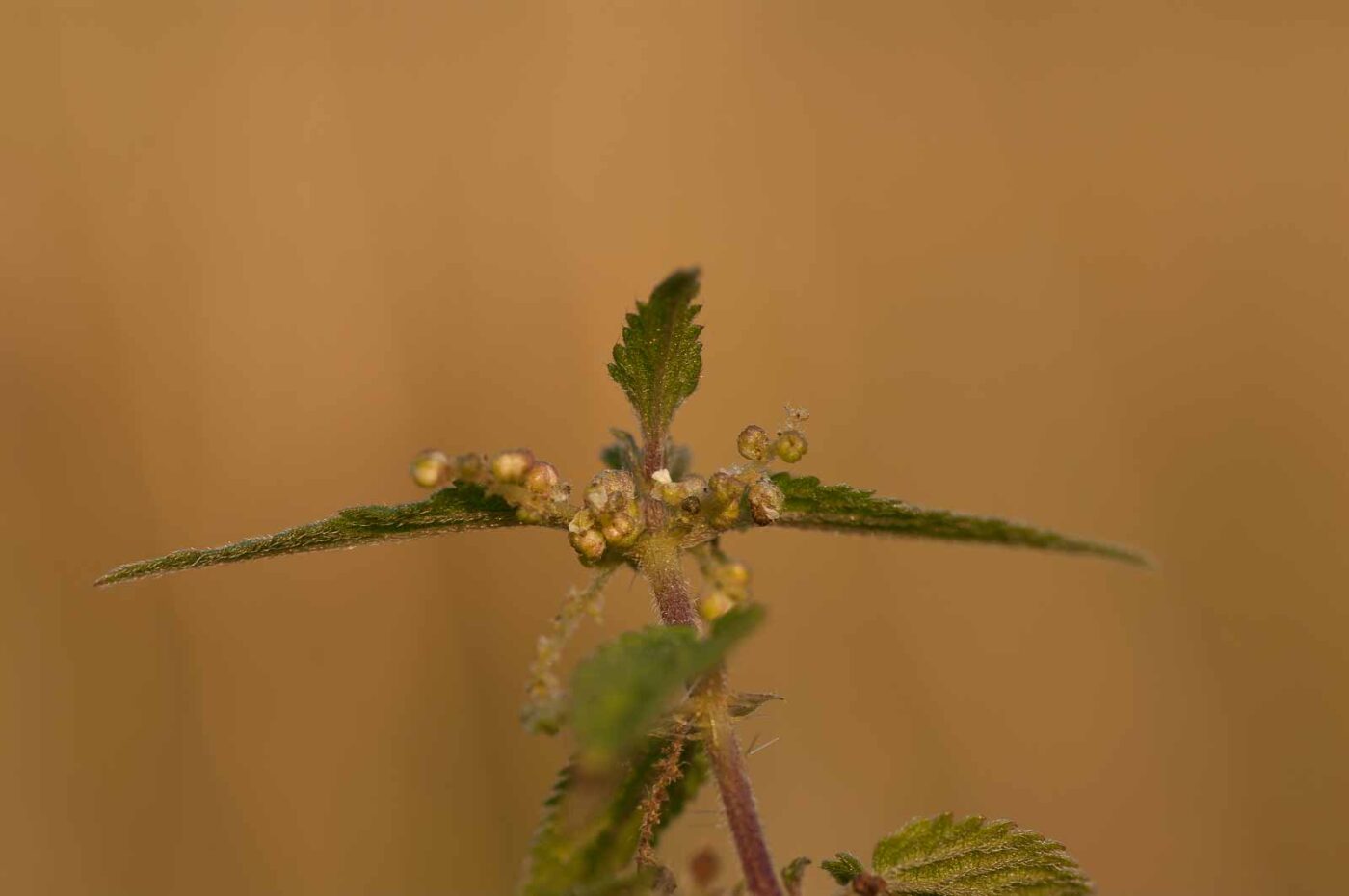 2018-08-28 - EmscherValleyWay Recklinghausen