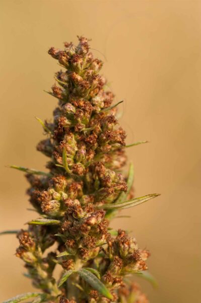 2018-08-28 - EmscherValleyWay Recklinghausen