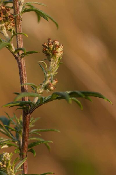 2018-08-28 - EmscherValleyWay Recklinghausen