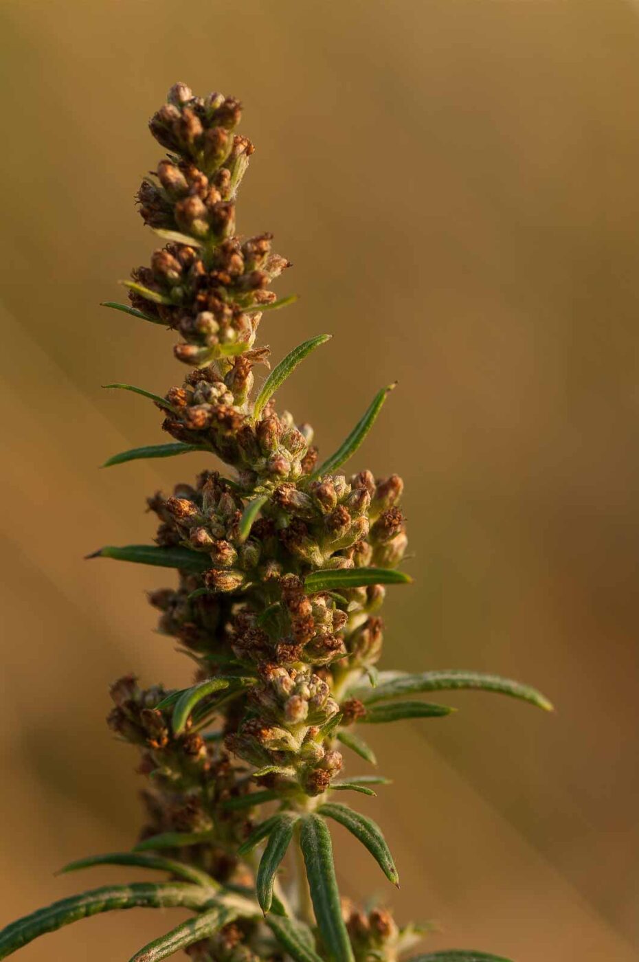 2018-08-28 - EmscherValleyWay Recklinghausen