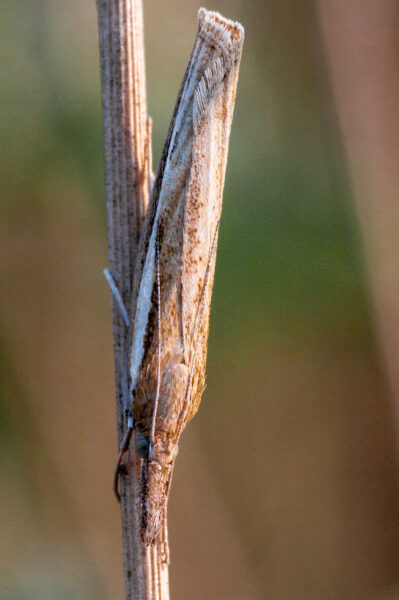 2018-08-28 - EmscherValleyWay Recklinghausen