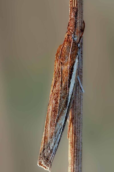 2018-08-28 - EmscherValleyWay Recklinghausen