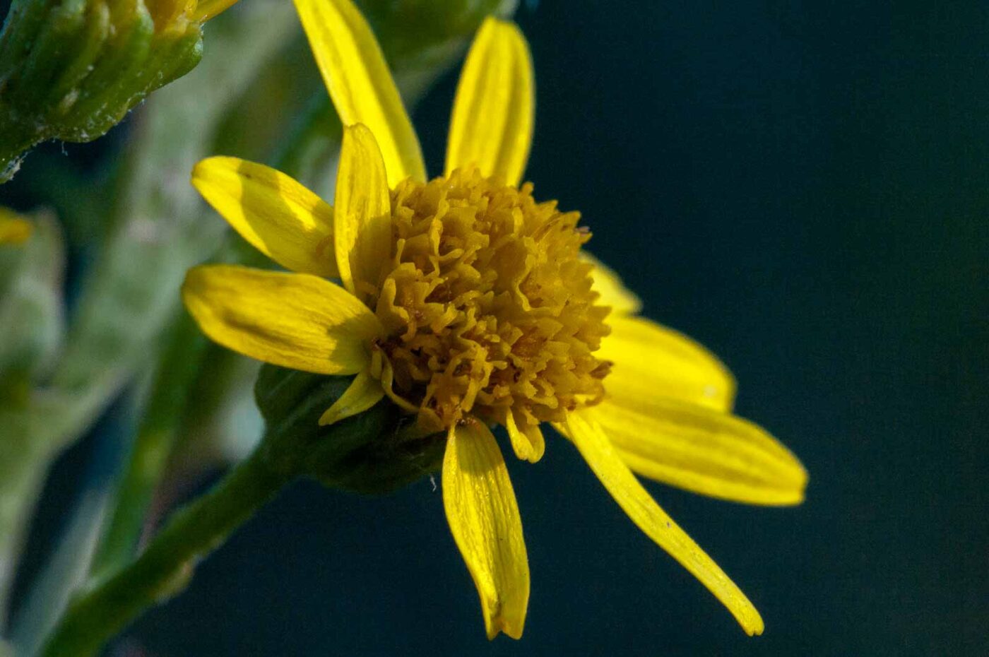 2018-08-28 - EmscherValleyWay Recklinghausen