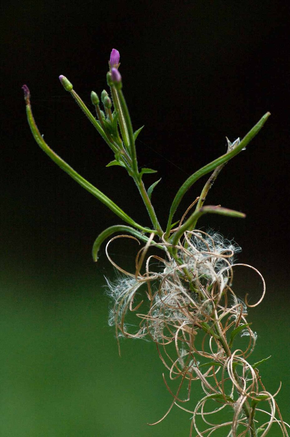 2018-08-28 - EmscherValleyWay Recklinghausen