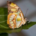 2018-09-17 - Garten der Schmetterlinge Bendorf-Sayn