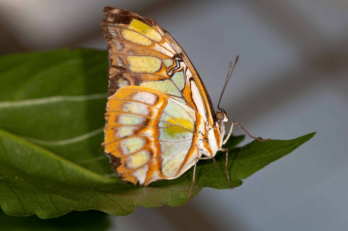 2018-09-17 - Garten der Schmetterlinge Bendorf-Sayn