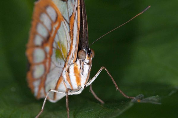 2018-09-17 - Garten der Schmetterlinge Bendorf-Sayn