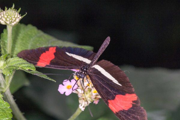 2018-09-17 - Garten der Schmetterlinge Bendorf-Sayn