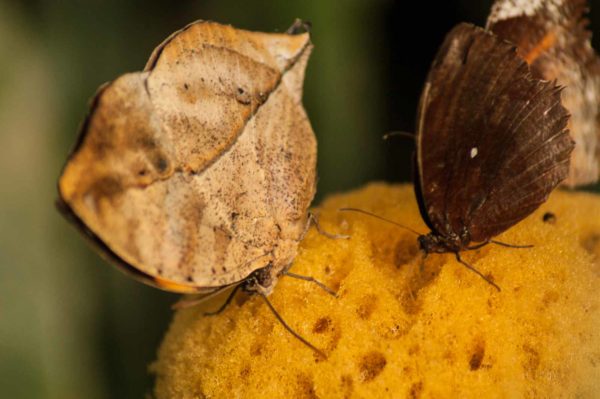 2018-09-17 - Garten der Schmetterlinge Bendorf-Sayn