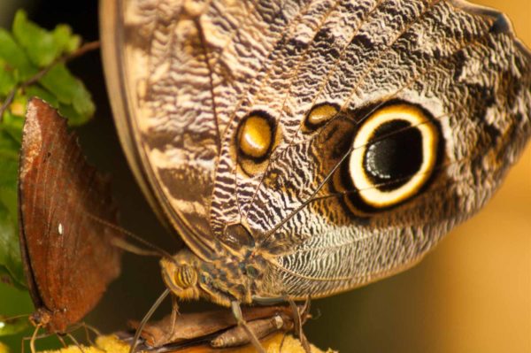 2018-09-17 - Garten der Schmetterlinge Bendorf-Sayn