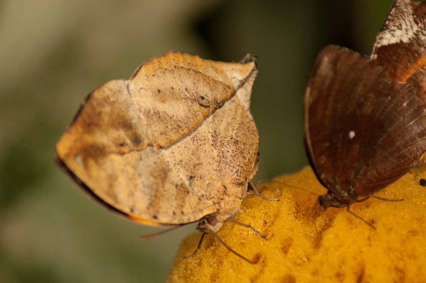 2018-09-17 - Garten der Schmetterlinge Bendorf-Sayn