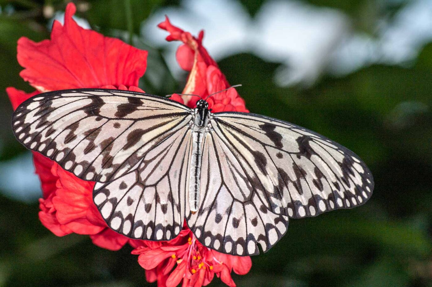 2018-09-17 - Garten der Schmetterlinge Bendorf-Sayn