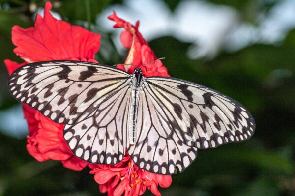 2018-09-17 - Garten der Schmetterlinge Bendorf-Sayn