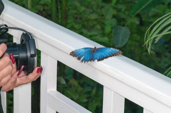 2018-09-17 - Garten der Schmetterlinge Bendorf-Sayn