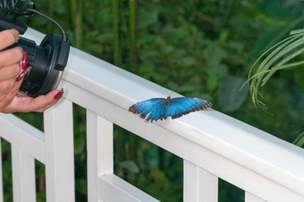 2018-09-17 - Garten der Schmetterlinge Bendorf-Sayn