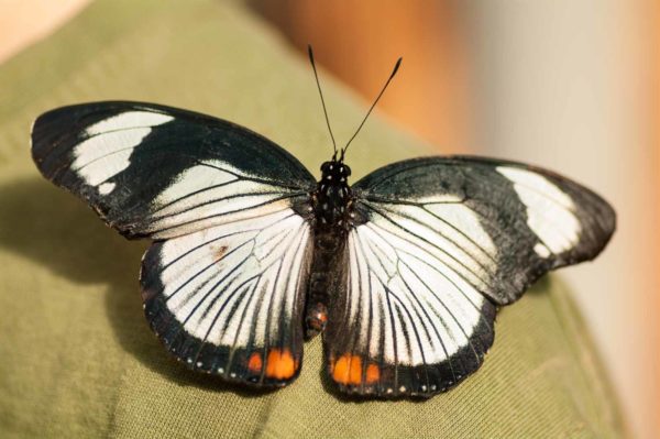 2018-09-17 - Garten der Schmetterlinge Bendorf-Sayn