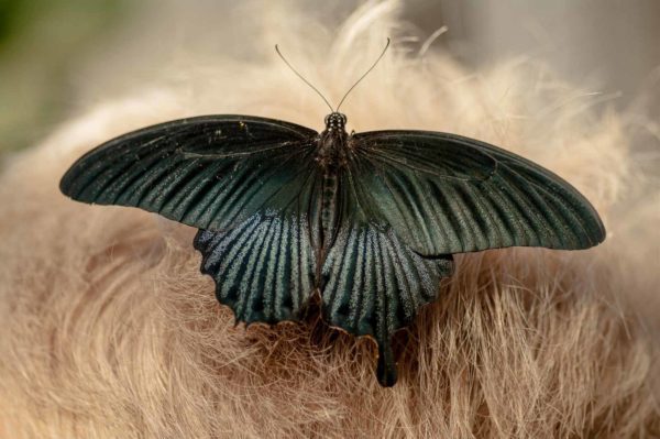 2018-09-17 - Garten der Schmetterlinge Bendorf-Sayn