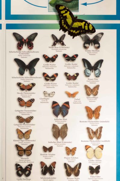 2018-09-17 - Garten der Schmetterlinge Bendorf-Sayn