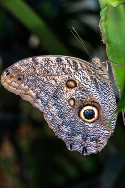 2018-09-17 - Garten der Schmetterlinge Bendorf-Sayn
