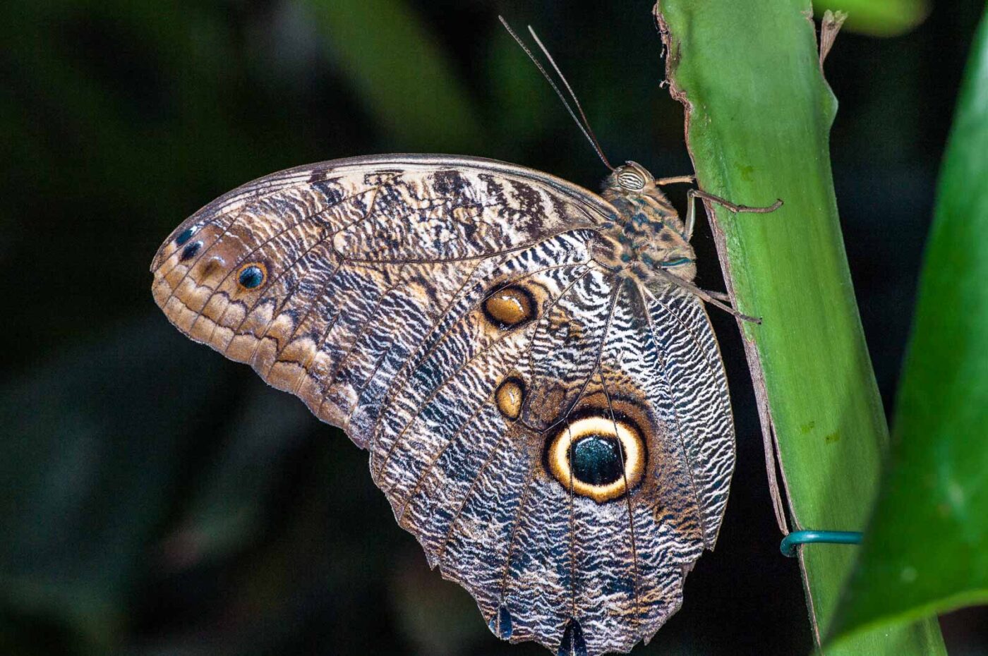 2018-09-17 - Garten der Schmetterlinge Bendorf-Sayn