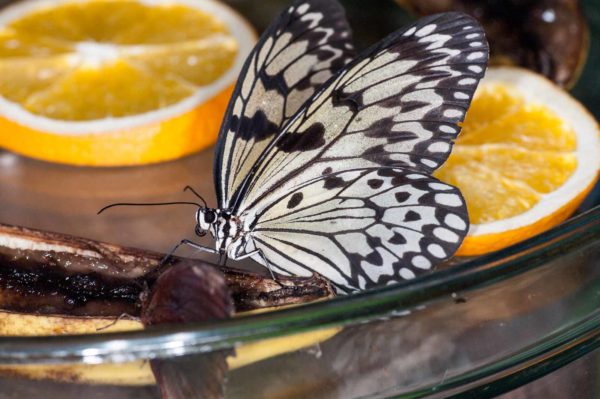 2018-09-17 - Garten der Schmetterlinge Bendorf-Sayn