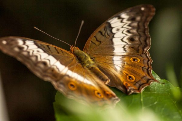 2018-09-17 - Garten der Schmetterlinge Bendorf-Sayn