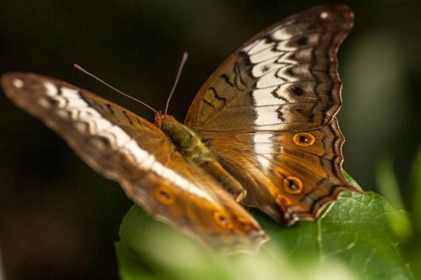 2018-09-17 - Garten der Schmetterlinge Bendorf-Sayn