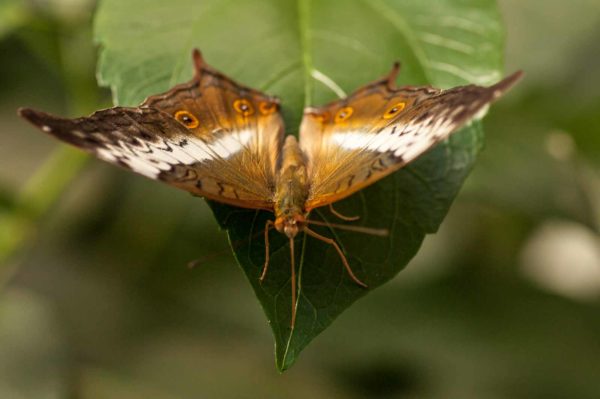 2018-09-17 - Garten der Schmetterlinge Bendorf-Sayn