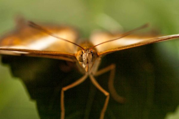 2018-09-17 - Garten der Schmetterlinge Bendorf-Sayn