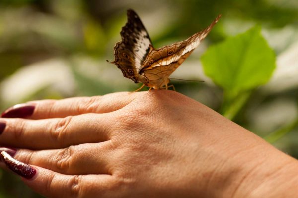2018-09-17 - Garten der Schmetterlinge Bendorf-Sayn